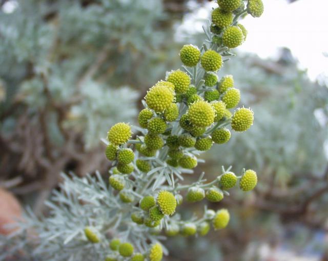 Artemisia arborescens